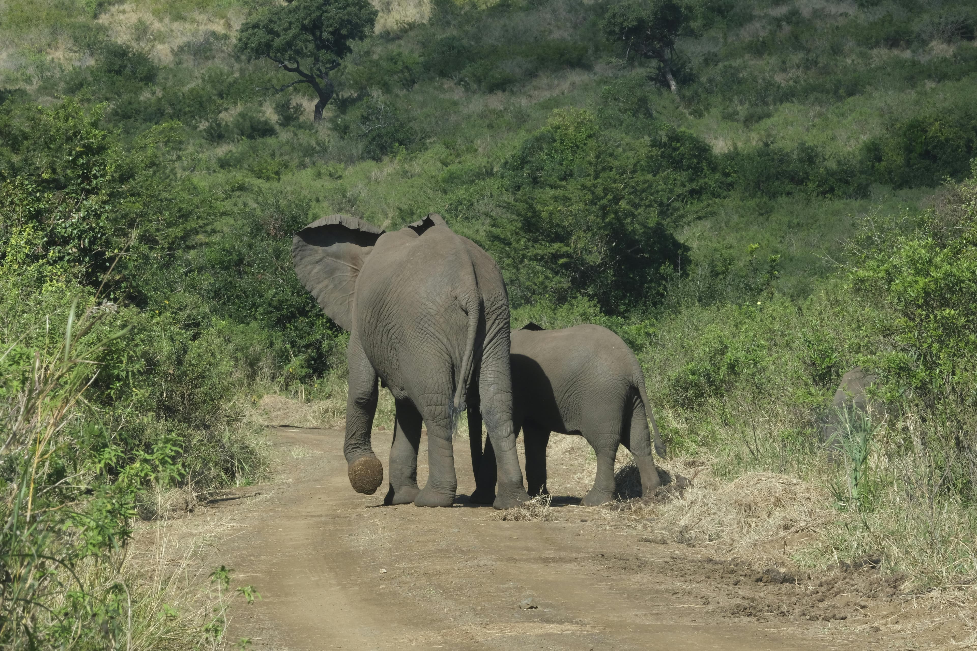 Big 5 Safari in Cape Town tour in Cape Town