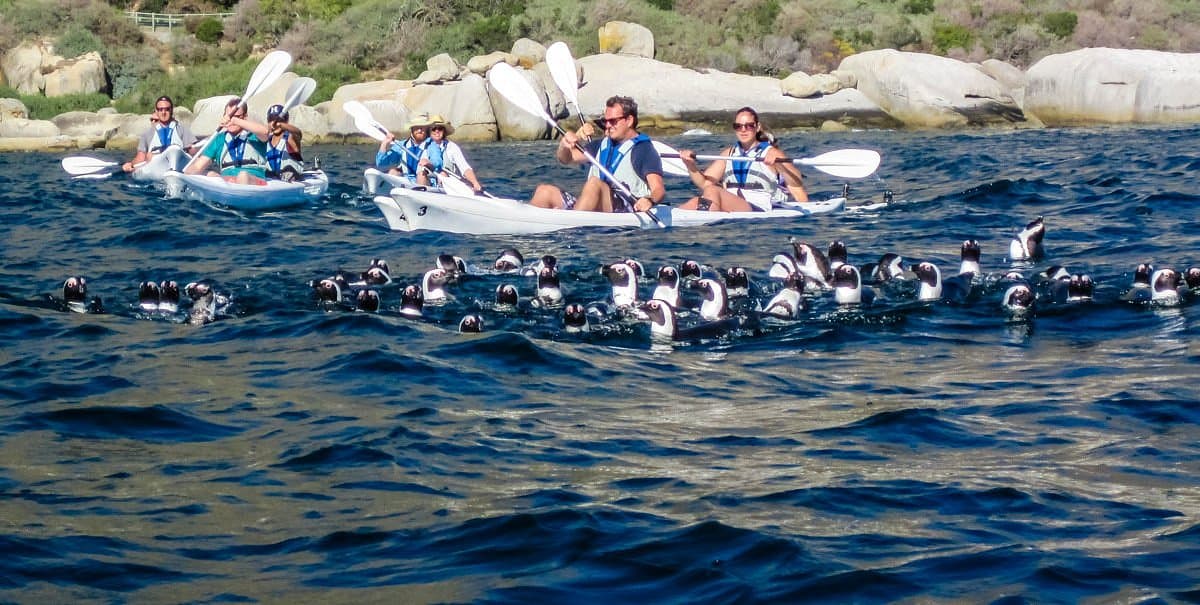 Kayak with Penguins: Adventure and Scenic Beauty tour in Cape Town